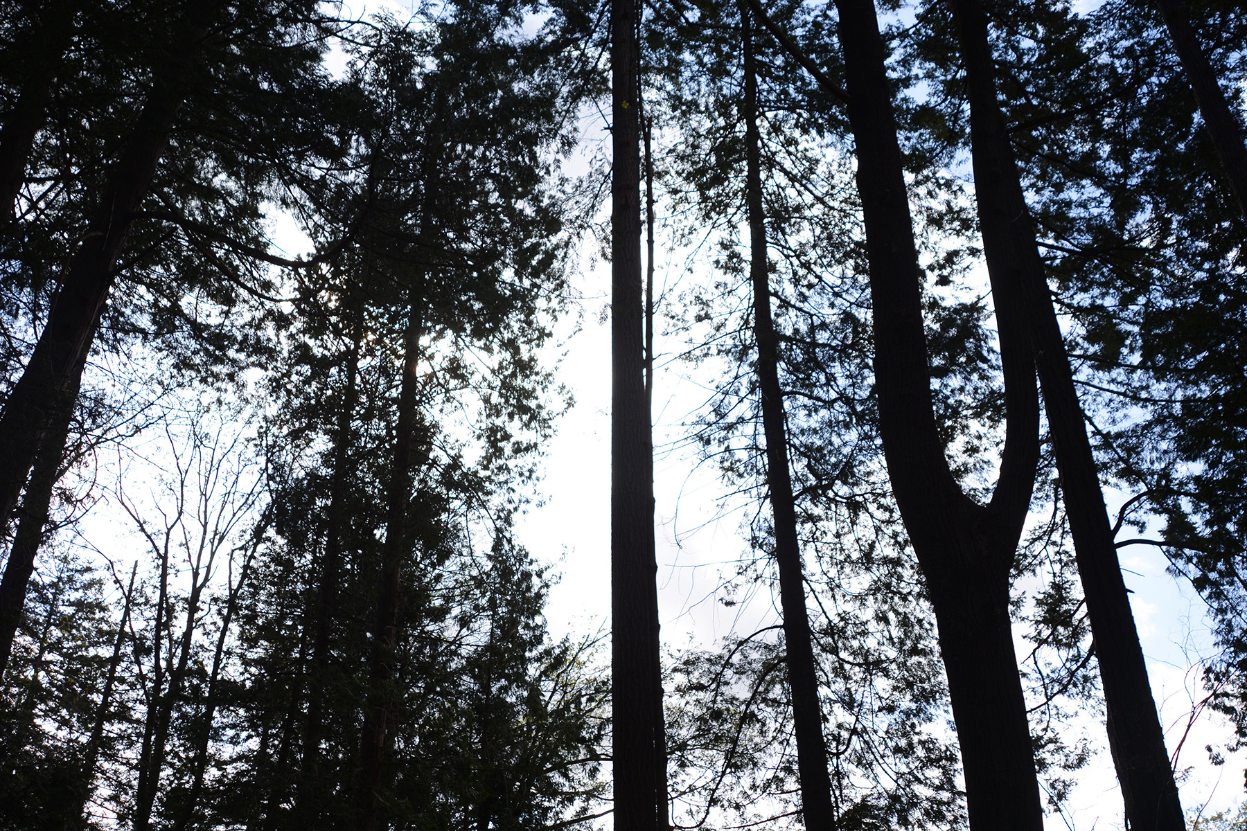 Stanley Park Tree Planting 2025